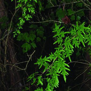 Japanese climbing fern Lygodium japonicum