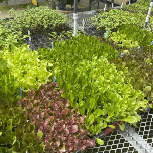 Figure 1. Vegetable transplants under greenhouse production.