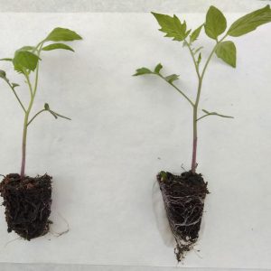 Figure 2. Tomato transplants with well-developed (right seedling) root systems and poorly developed (left seedling) root systems