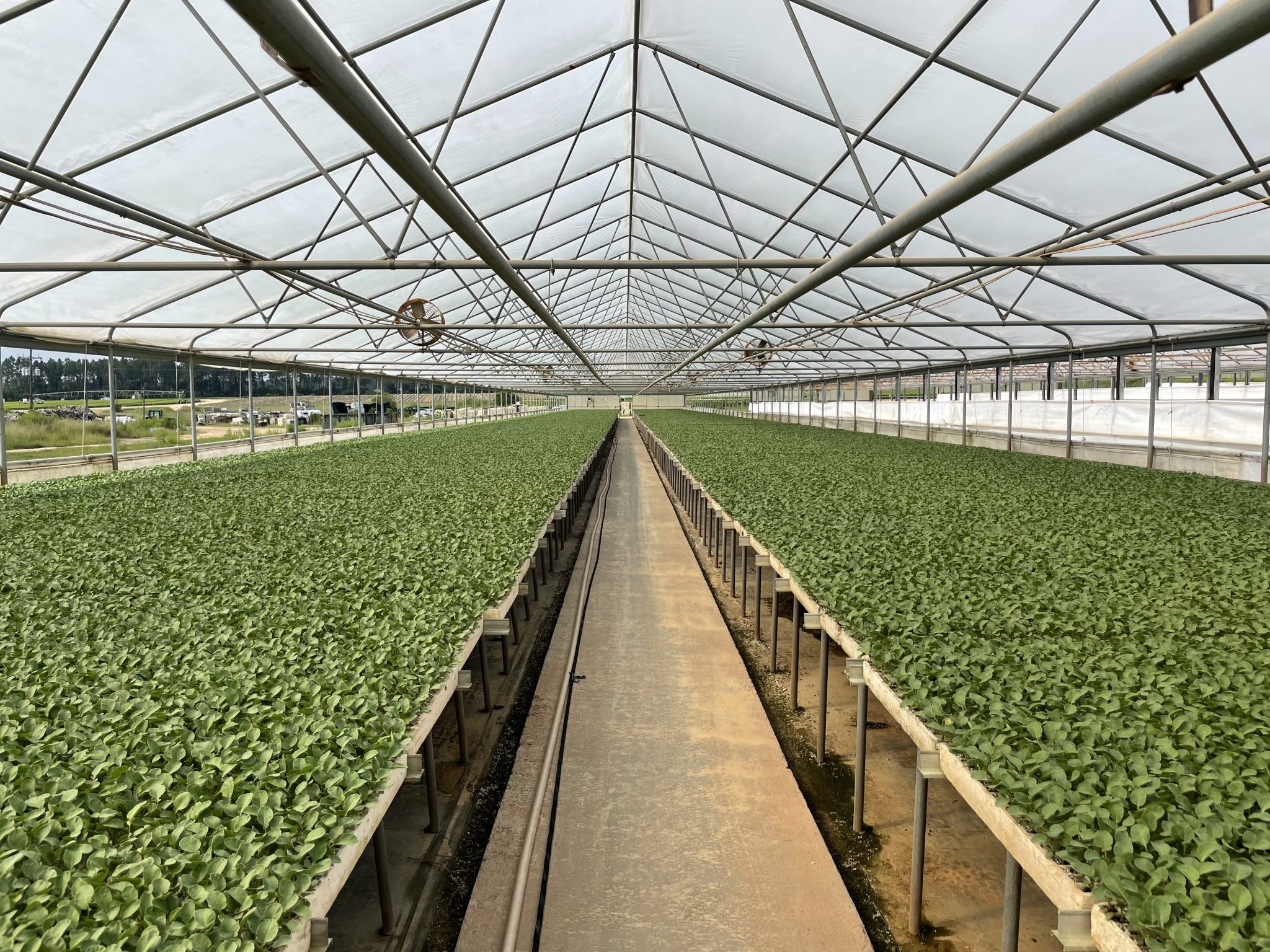 Figure 4. Large-scale seedling production in a commercial greenhouse.
