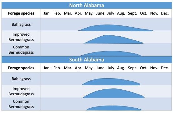 Figure 1. Seasonal forage of warm-season perennial grasses commonly grown in Alabama.