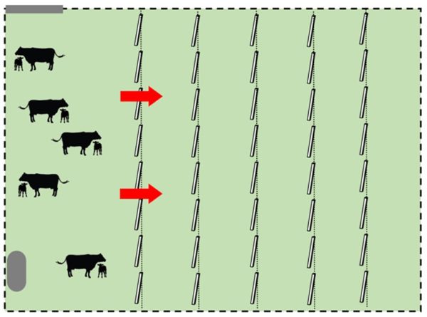 Figure 2. Frontal strip-grazing method.