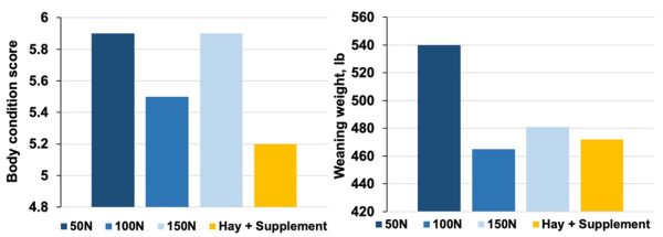 Figure 3. Cow body condition scores and calf 205-day weaning weights across the season grazing stockpiled Tifton 85 bermudagrass.