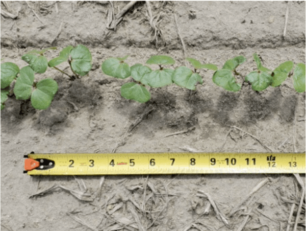 cotton seeding rates