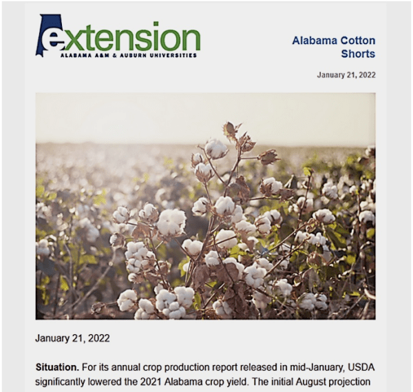 Alabama Cotton Shorts Newsletter - Alabama Cooperative Extension System