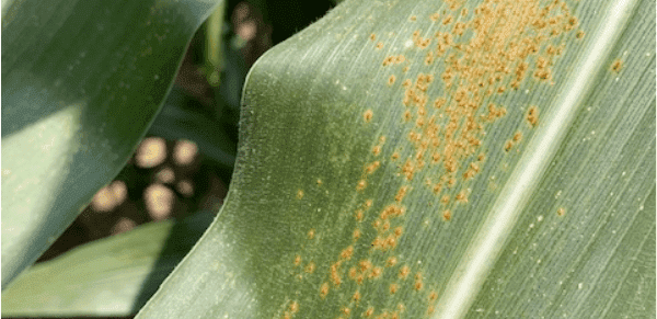 southern corn leaf rust