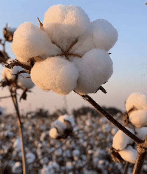 Cotton field