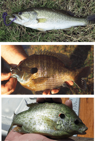 The combination of largemouth bass (top photo) and bluegill (middle photo) or largemouth bass, bluegill, and redear sunfish (bottom photo), is the most common stocking strategy used in the Southeast.