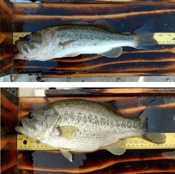 Plump bass (bottom picture) is in good condition, while skinny bass (top picture) is in poor condition and suggests “bass-crowded” pond. (Photo credit: Taylor Beaman, Alabama Department of Conservation and Natural Resources)