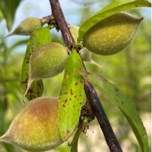 Bacterial spot symptoms on “SC-2’ peach leaves