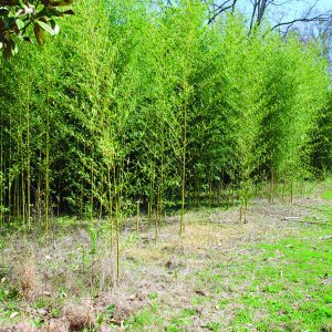 Bamboos Phyllostachys spp. and Bambusa spp.