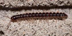 A Greenhouse Millipede in Baltimore Co., Maryland (7/11/2013).