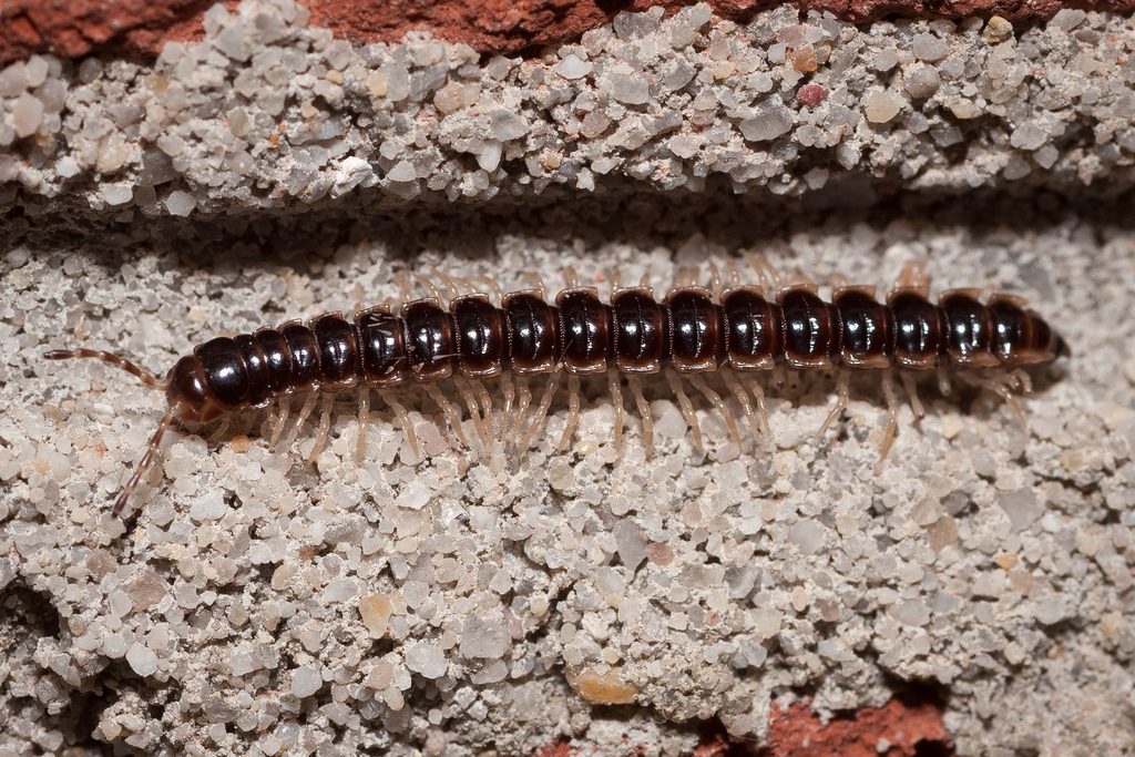Preventing and Controlling Home-Invasion of Garden Millipedes - Alabama  Cooperative Extension System