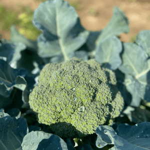Healthy broccoli head.