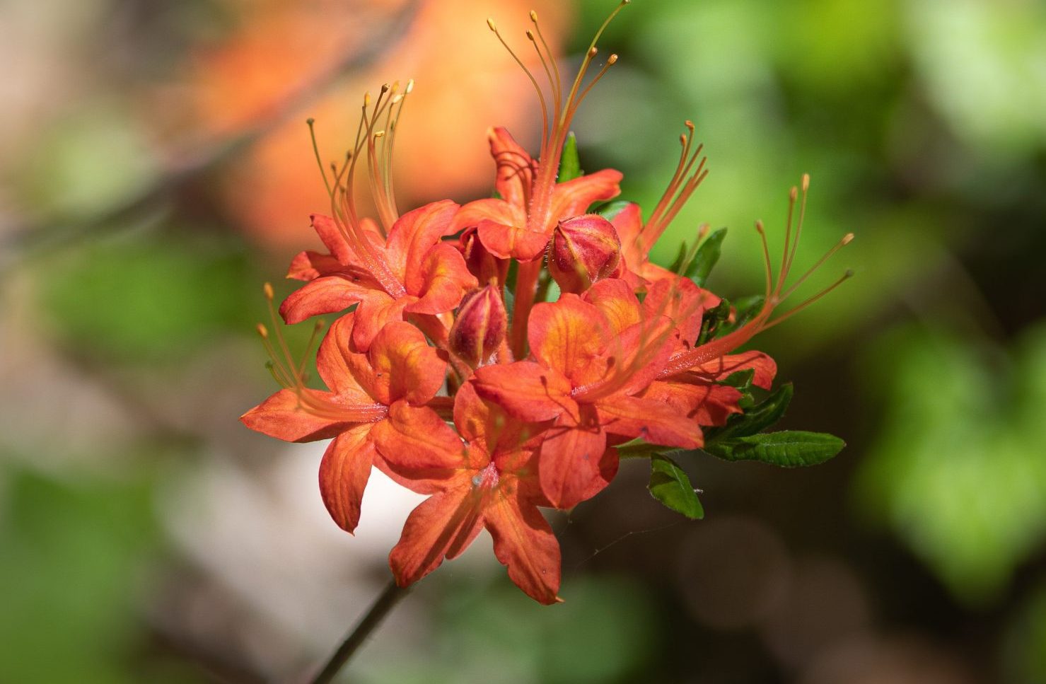 Wild flame Azalea Native to Georgia and the Southeastern United