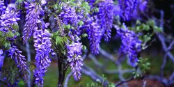 Non-native wisterias