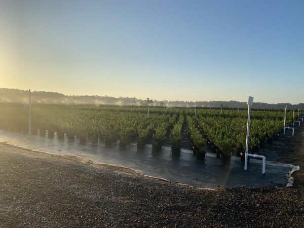 irrigation at a nursery