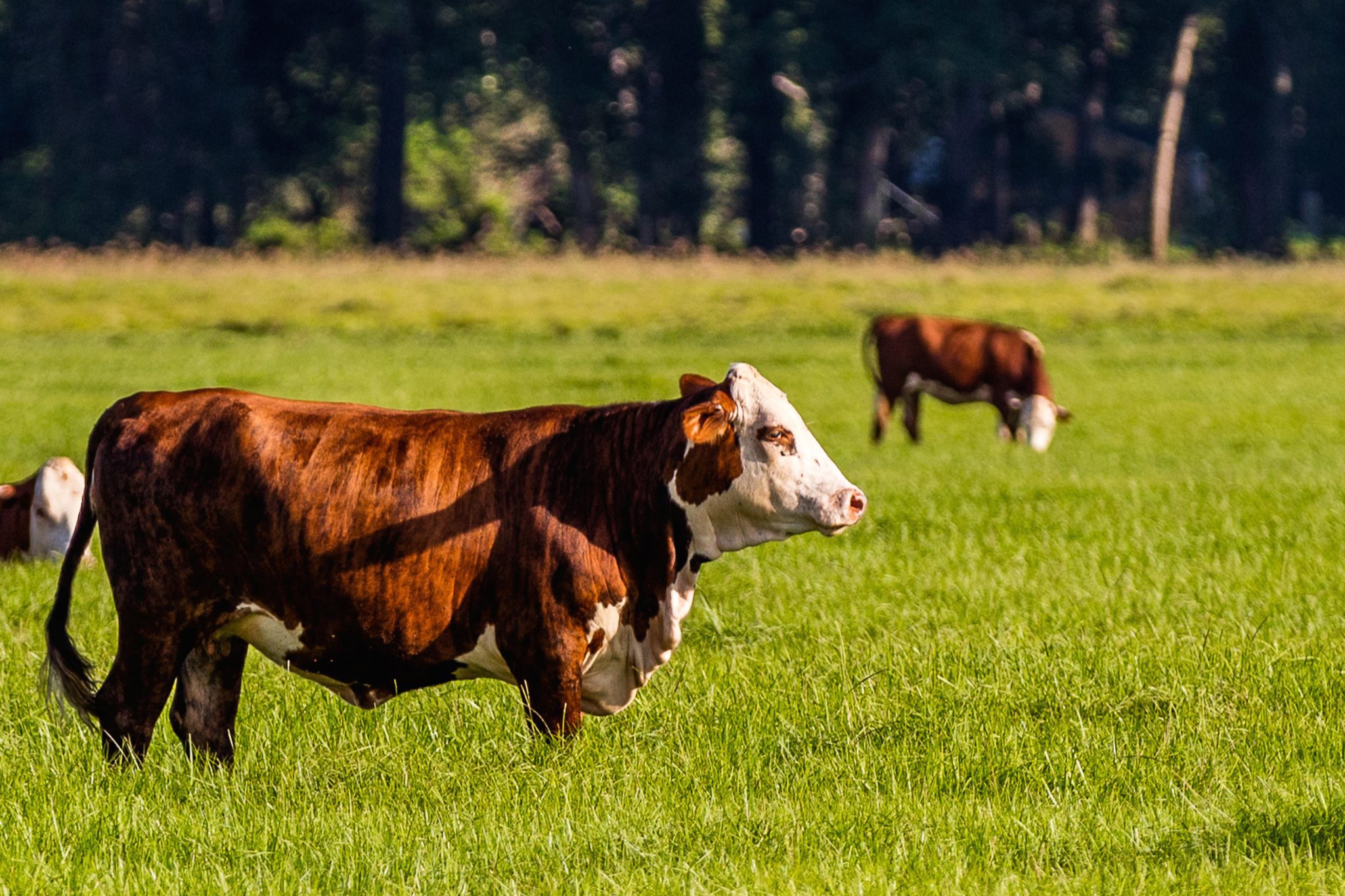 Braford cattle in a pasture