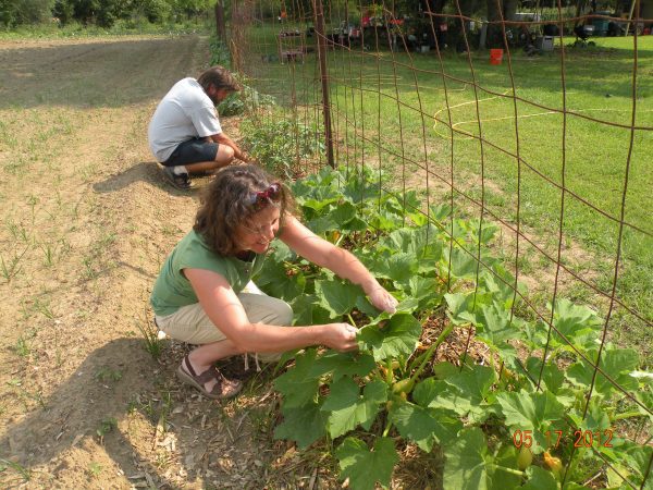 A man and woman examining vegetable plants