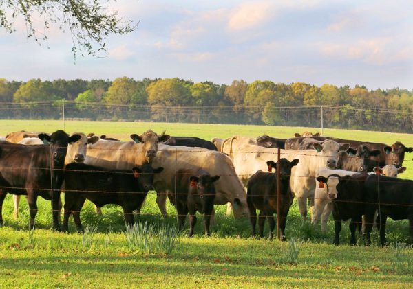 A herd of commercial cattle with a pasture and trees in the background.