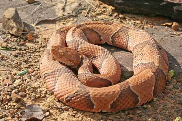 A copperhead absorbing sunlight.