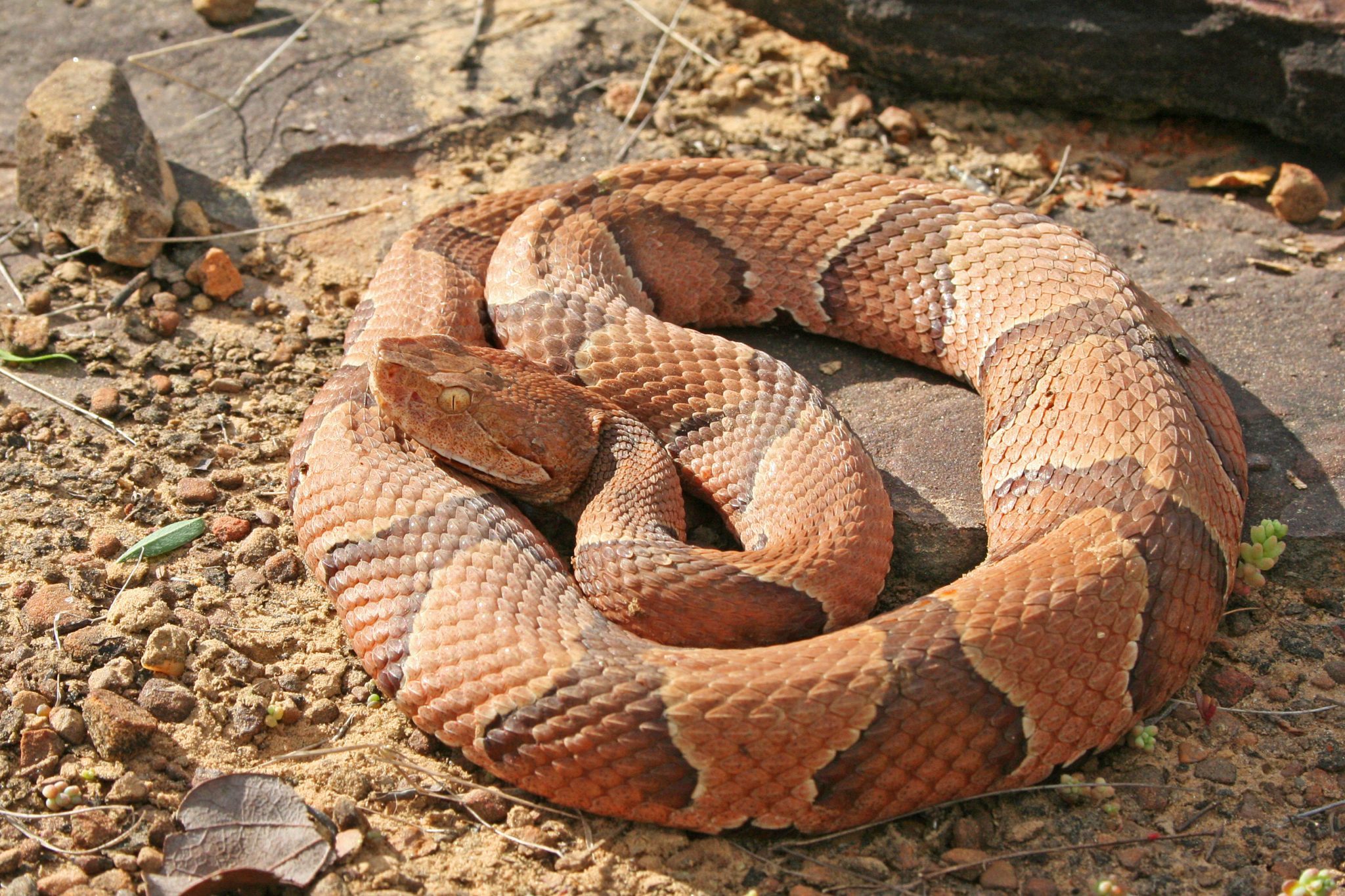 A copperhead absorbing sunlight.