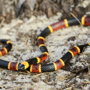 Eastern coral snake in the sand
