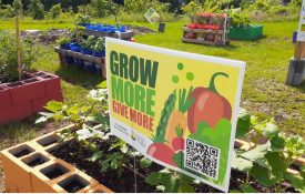 A Grow More, Give More demonstration garden.