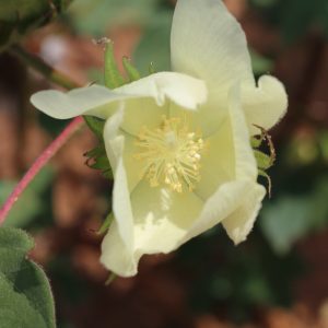 Alabama Crops Update: cotton blooms
