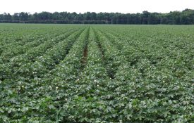 cotton field in bloom