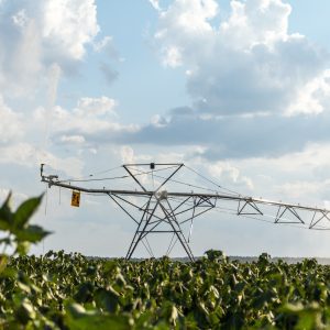 alabama crops update: drought-stressed cotton under irrigation