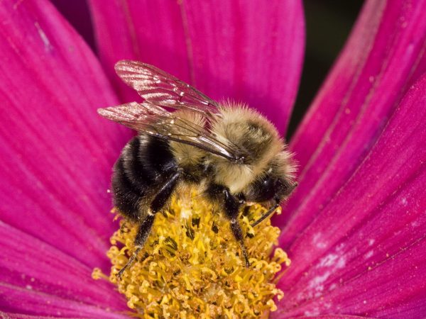 Bumblebee on cosmos. (Photo credit: David Cappaert, Bugwood.org.)