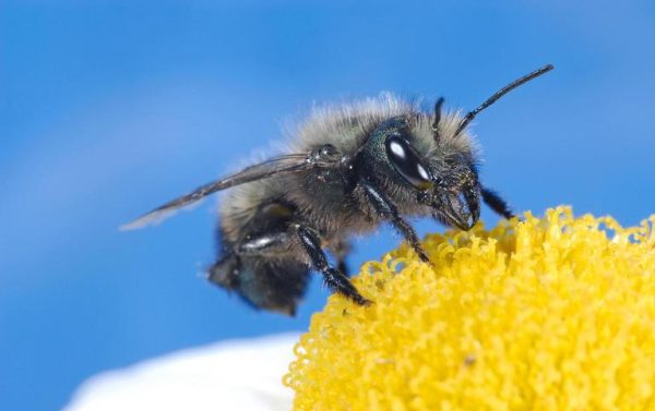 Mason bees emerge in early spring, offering high efficiency pollination in many fruit tree crops. (Photo credit: Joseph Berger, Bugwood.org)