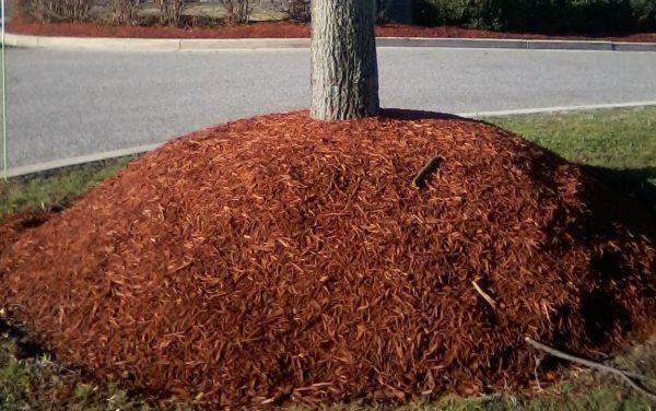 Volcano mulching is an example of improper mulching technique. (Photo credit: Elizabeth Moss, West Virginia State University, Bugwood.org)