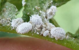 Multiple life stages of a mealybug, a common insect pest. (Photo credit: Whitney Cranshaw, Colorado State University, Bugwood.org)
