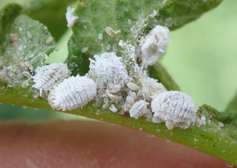 Multiple life stages of a mealybug, a common insect pest. (Photo credit: Whitney Cranshaw, Colorado State University, Bugwood.org)