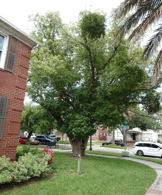 Camphor Tree History, Identification, and Control Alabama Cooperative Extension System