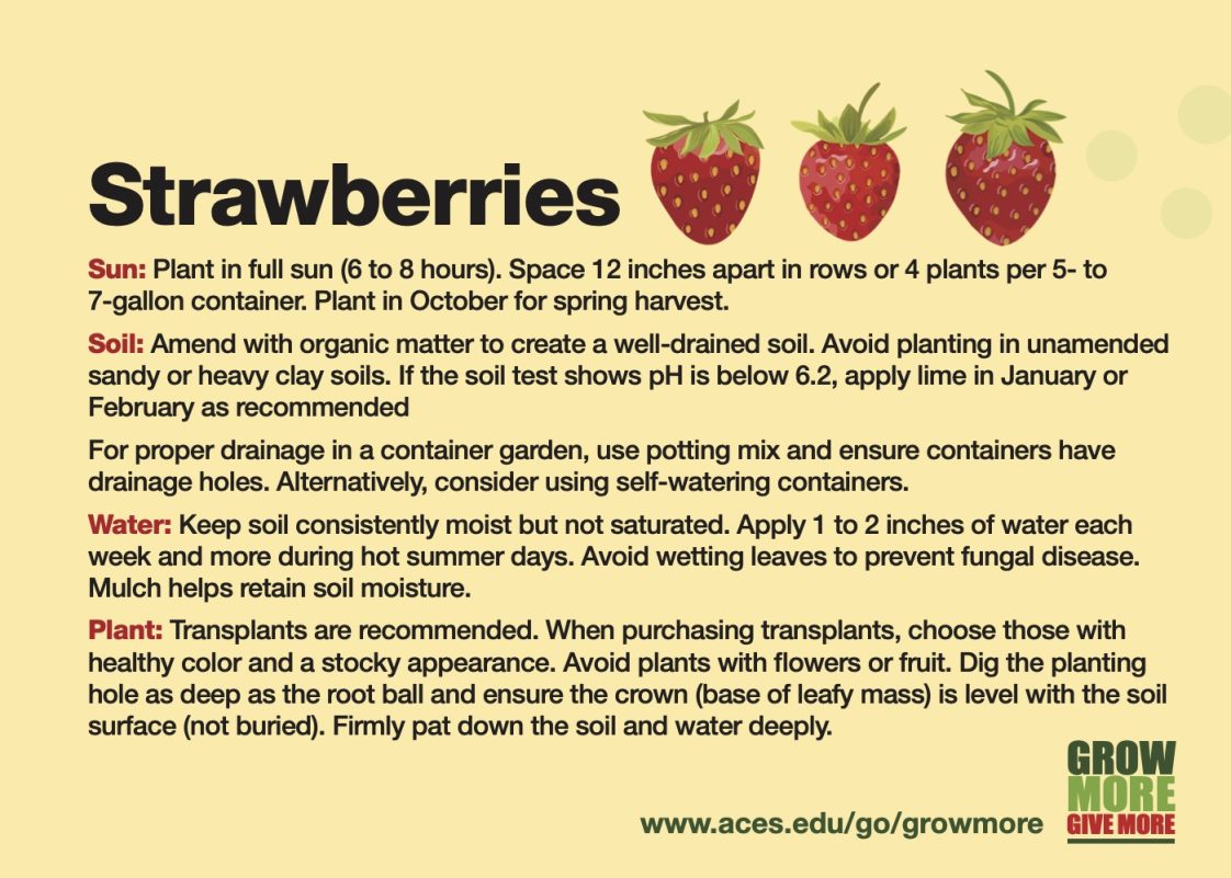 Strawberries Card