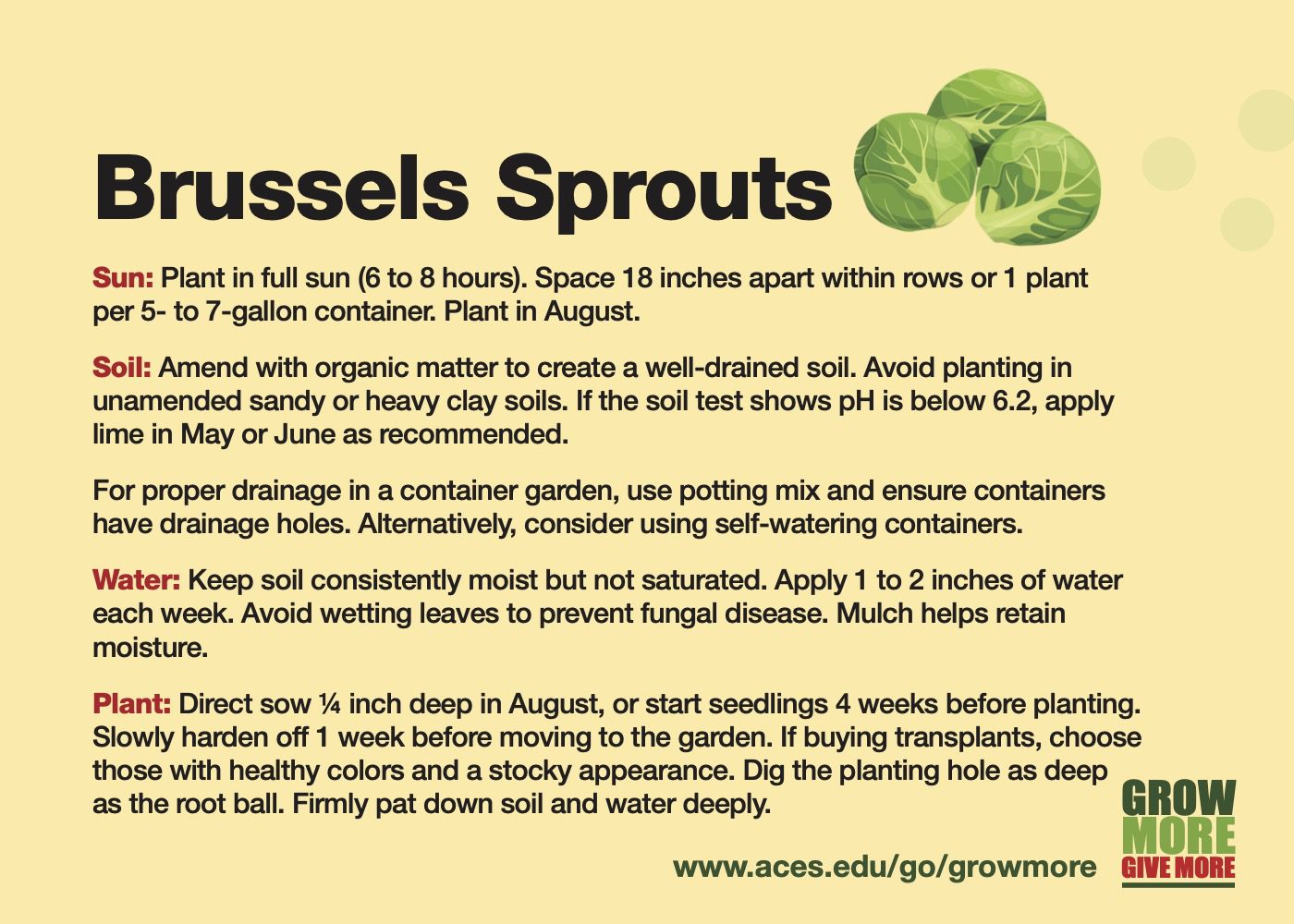 Brussels Sprouts Card