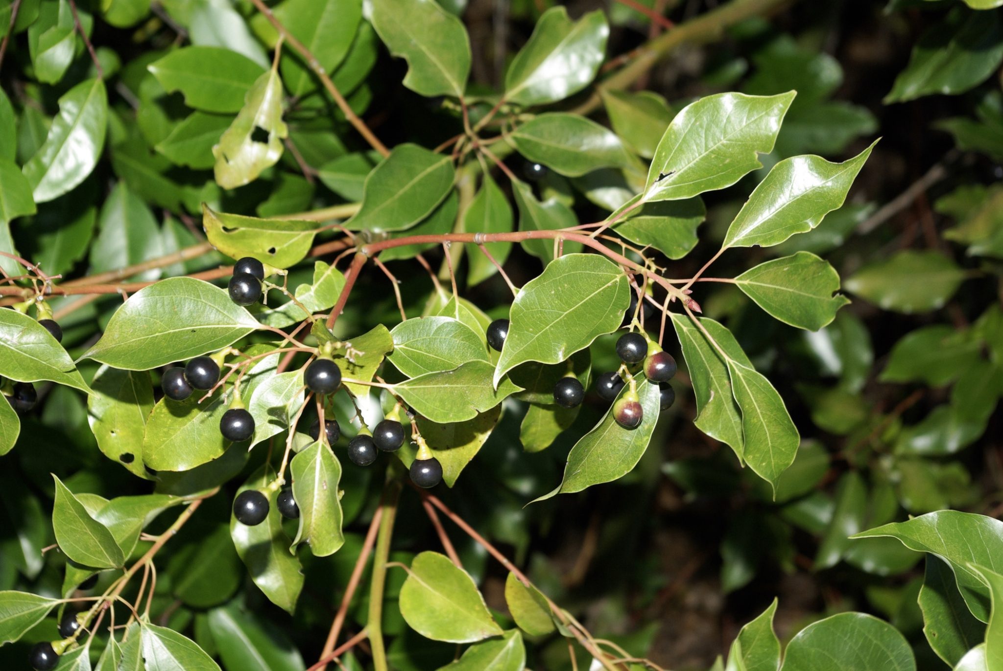 Camphor Tree (Cinnamomum camphora)