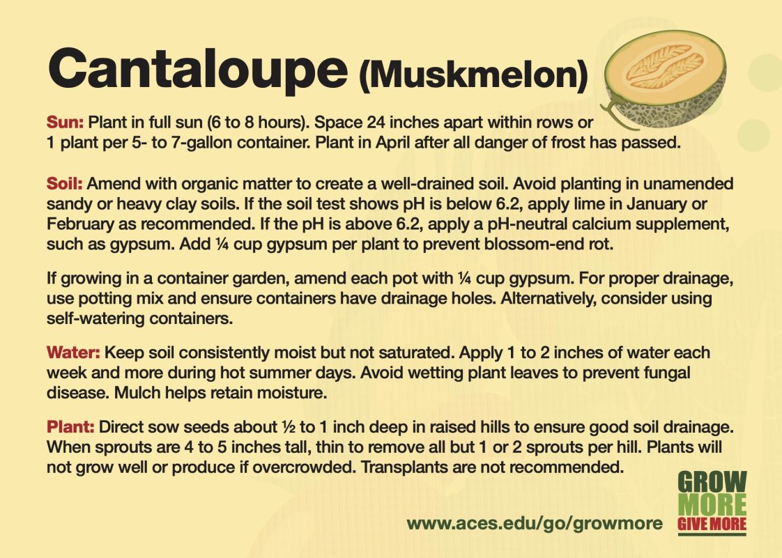Cantaloupe Card