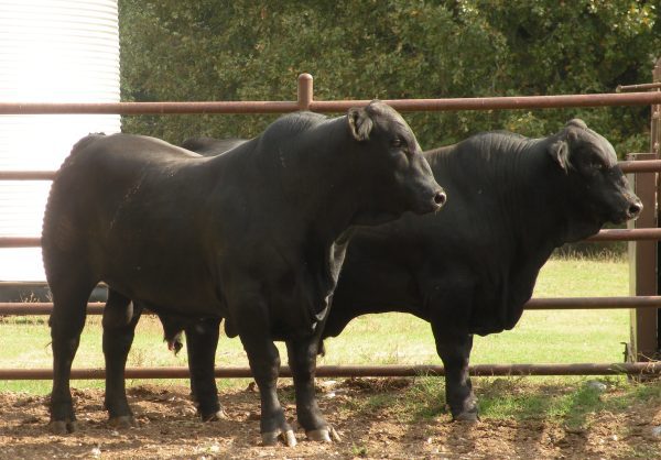 Pair of two young Brangus sires.