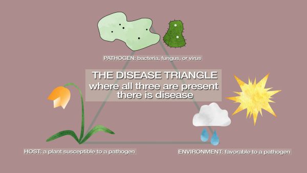 Understanding the three elements needed for disease development leads to smarter disease (pest) management.