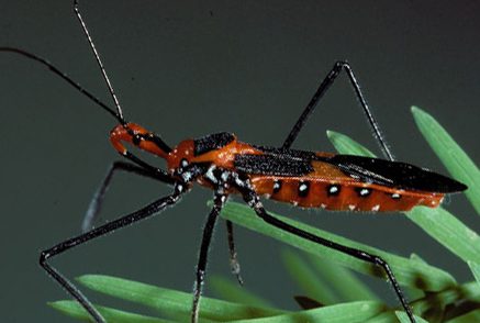 Assassin bug, a predatory beneficial insect (Photo credit: Gerald J. Lenhard, Louisiana State University, Bugwood.org)