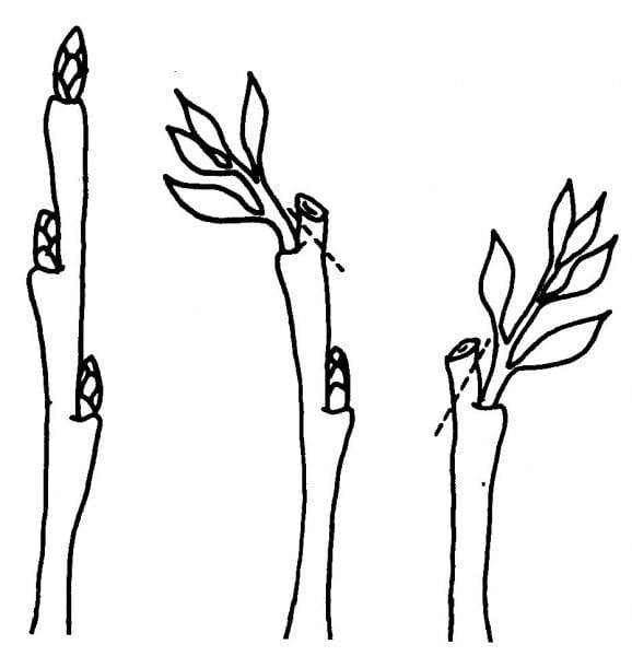 Pruning has a localized effect, stimulating growth in a bud nearest the cut.