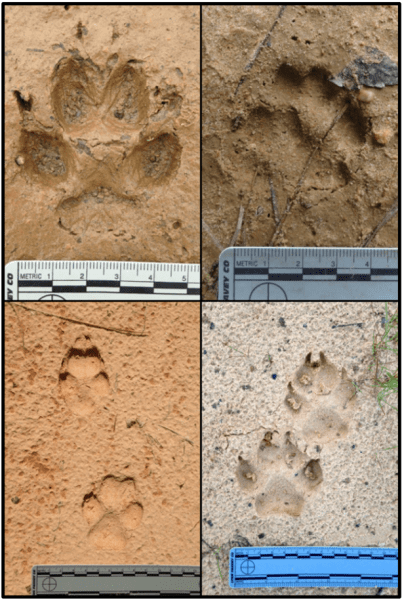 Figure 3. Top left: Red fox track. Top right: Gray fox track. Bottom left: Coyote tracks. Bottom right: Domestic dog tracks. (Photo credit: Nicholas W. Sharp).
