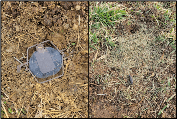 Figure 4. Left: Foothold trap with pan cover. Right: Foothold dirt-hole set using grass to cover trap. (Photo credit: Daniel Lynch.)