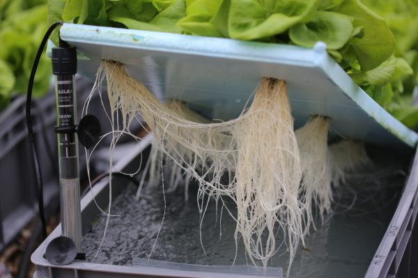 Figure 5. Roots growing in DWC system