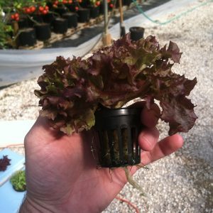 Figure 1. Lettuce grown in net pot