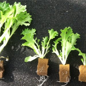 Figure 3. Lettuce seedlings at various stages. Ideal size is second from the right
